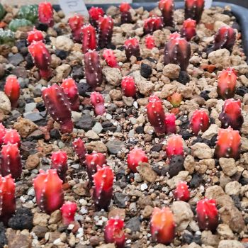 Astrophytum myriostigma kikko koho